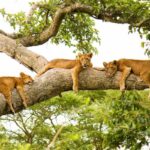 Uganda Partners with Wildlife Conservation Society to Protect Ishasha and Its Iconic Tree-Climbing Lions