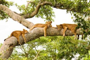 Uganda Partners with Wildlife Conservation Society to Protect Ishasha and Its Iconic Tree-Climbing Lions